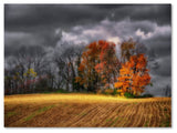'Autumn Field' Canvas Art by Lois Bryan