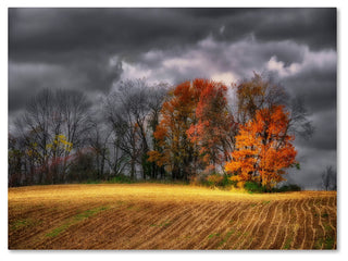'Autumn Field' Canvas Art by Lois Bryan