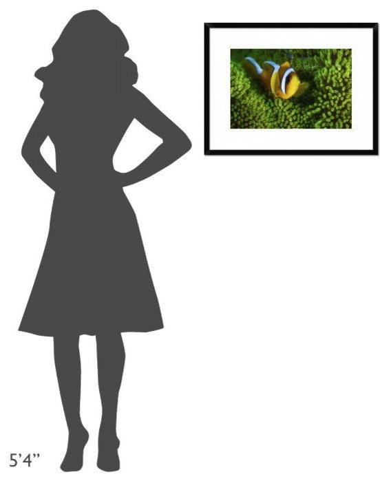 "Yellow Clownfish On Green Anemon" Framed Print by Barathieu Gabriel, 26"x20"