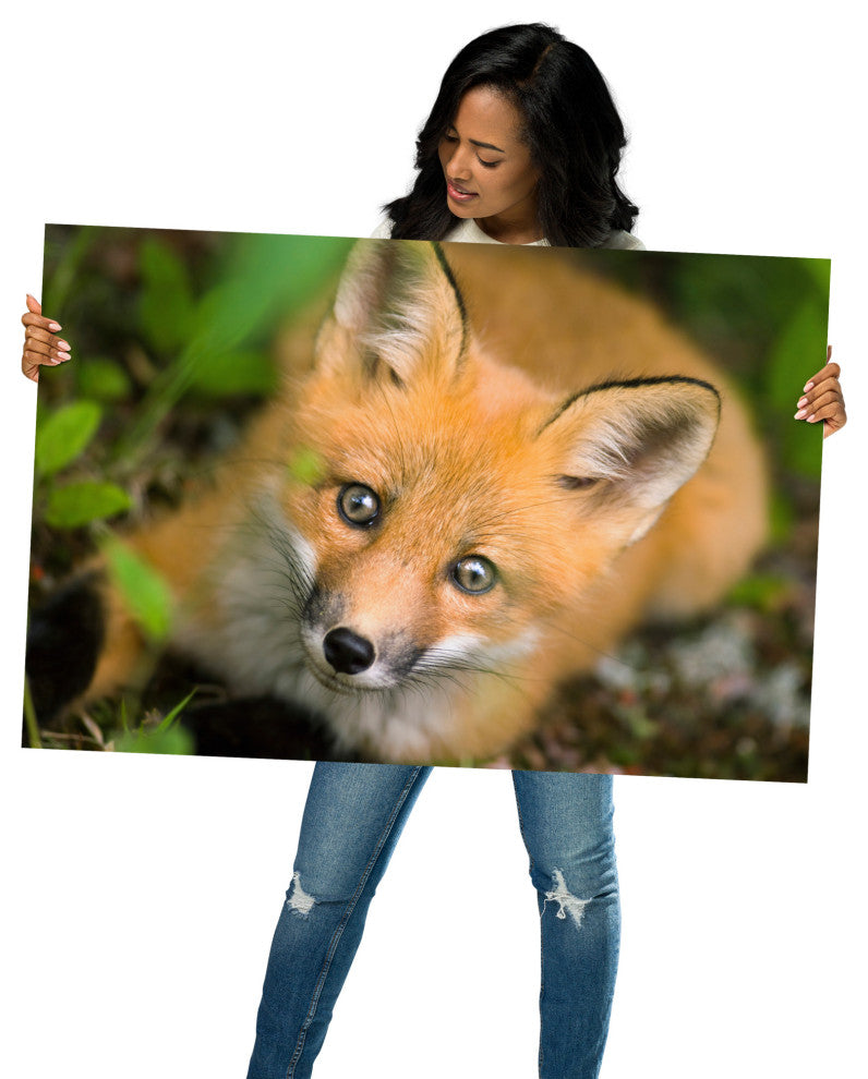 Young Red Fox Face Animal Wildlife Nature Photograph Loose Wall Art Print, 24" X 36"