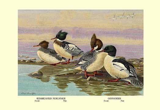 Red-Breasted Merganser and Goosander- Fine Art Giclee Print 24" x 36"