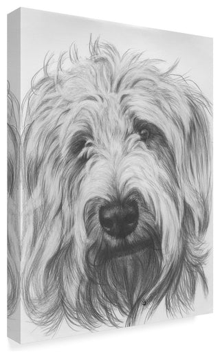 "Labradoodle" by Barbara Keith, Canvas Art
