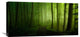 "Spring Promise" Stretched Canvas Giclee by Norbert Maier, 30x15"