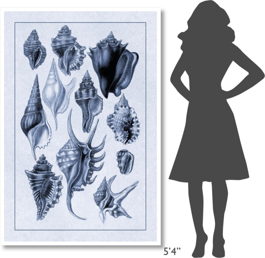 "Shells: Trachelipoda #5 (Blue)" Digital Paper Print by G.B. Sowerby, 42"x62"