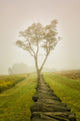 Calming Morning Rural Landscape Framed Photo Paper Wall Art Prints, Red Oak, 12" X 16"