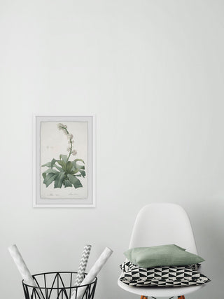 "Aletris Fragrans" Framed Painting Print, 30"x45"