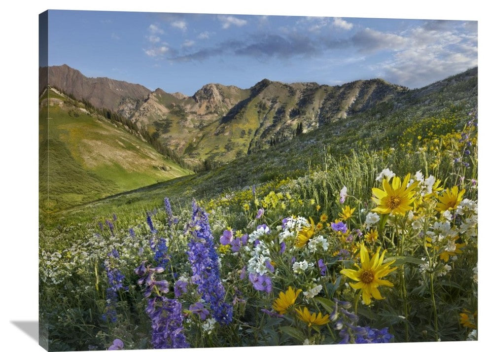 "Larkspur And Sunflowers, Albion Basin, Wasatch Range, Utah" Artwork, 40" x 30"
