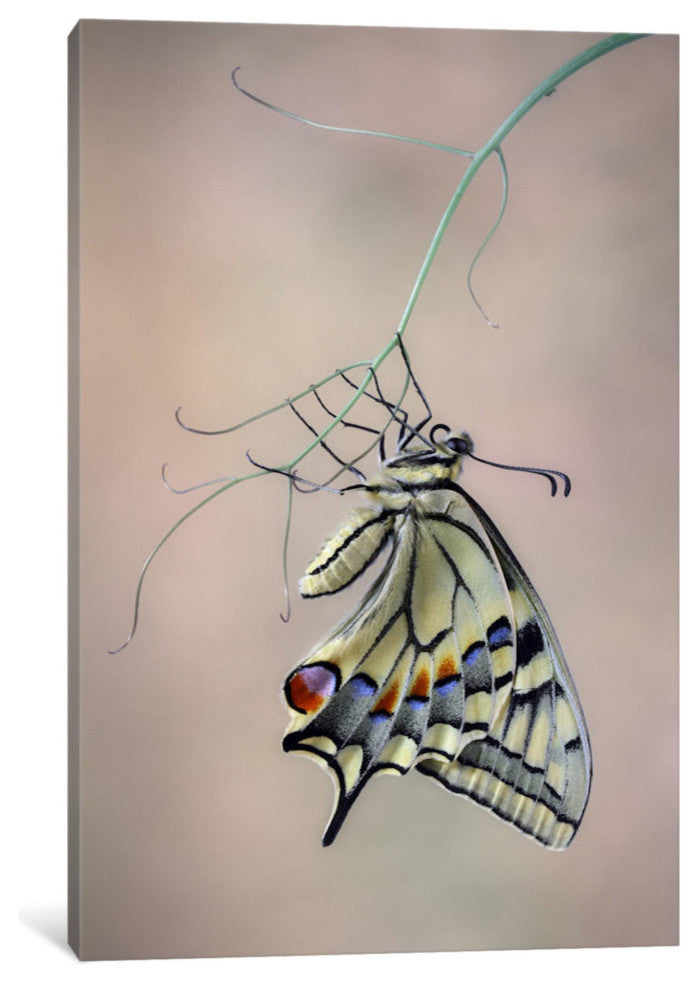 "Papallona Rei" by Jimmy Hoffman, 40x26x1.5