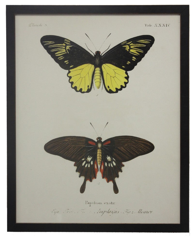 Double Butterfly Tab XXXIV, Copper and Black Flat Moulding