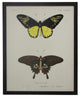 Double Butterfly Tab XXXIV, Copper and Black Flat Moulding