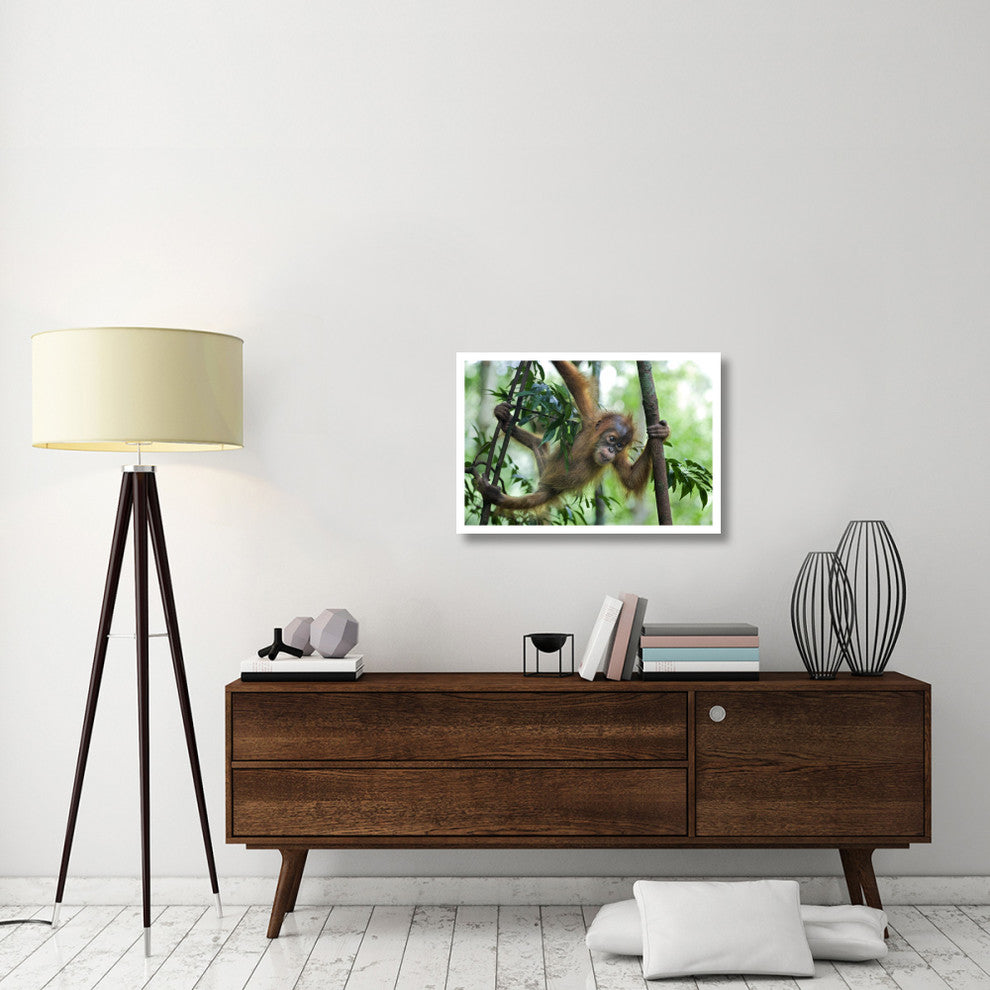 "Sumatran Orangutan baby playing in tree, north Sumatra" Paper Art, 32"x22"