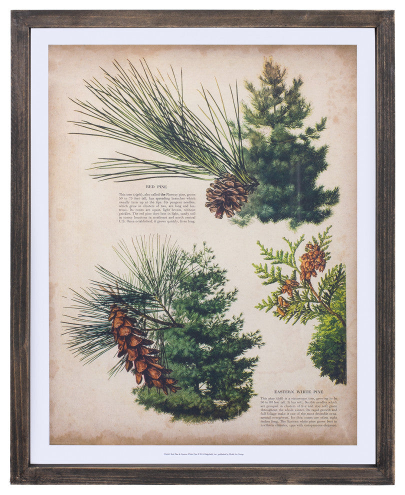 Framed Pine Print, 4-Piece Set