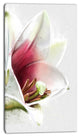 Beautiful Lily Flower Watercolor, Flowers Canvas Wall Artwork, 16"x32"