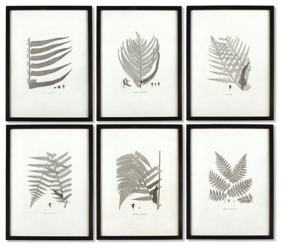 6-Piece Framed Gray-Tone Fern Print Set