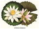 Water Lily - Hungarian Lotus- Gallery Wrapped Canvas Art 28" x 42"