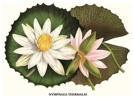 Water Lily - Hungarian Lotus- Gallery Wrapped Canvas Art 28" x 42"