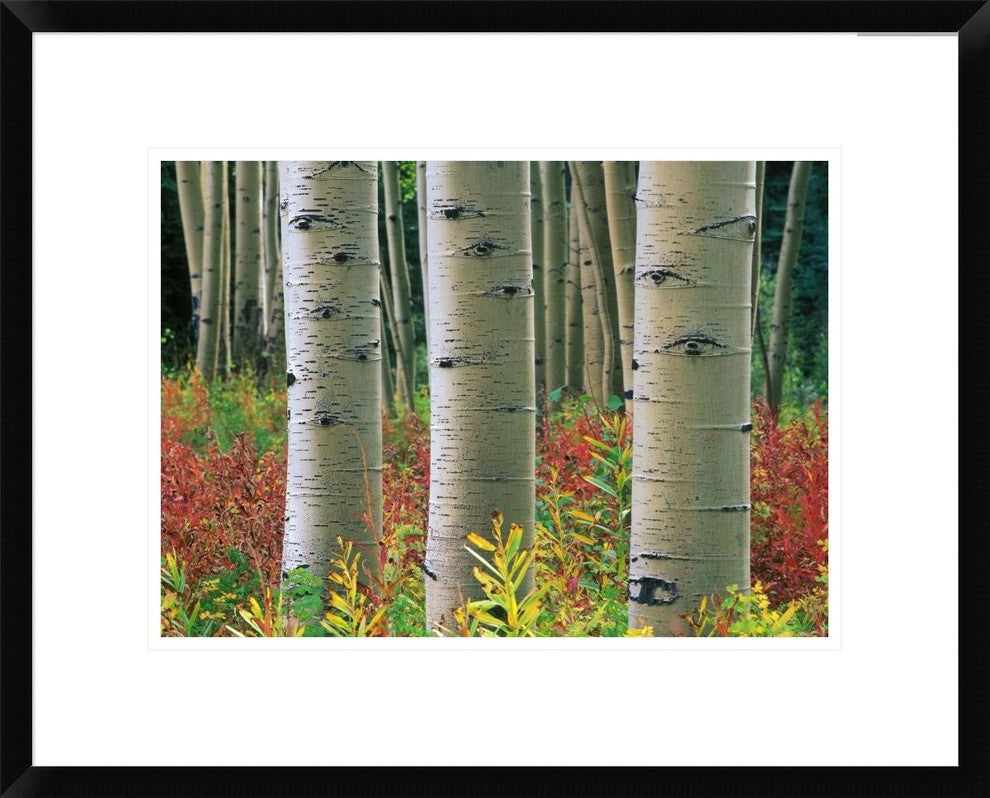 "Aspen trunks, Colorado" Framed Digital Print by Tim Fitzharris, 24"x19"