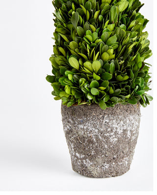 Boxwood Cone Topiary Drop-In, 16"
