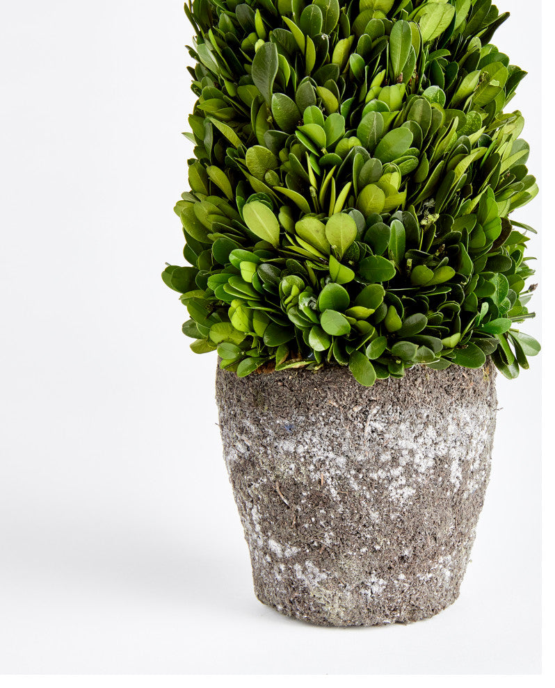 Boxwood Cone Topiary Drop-In, 16"