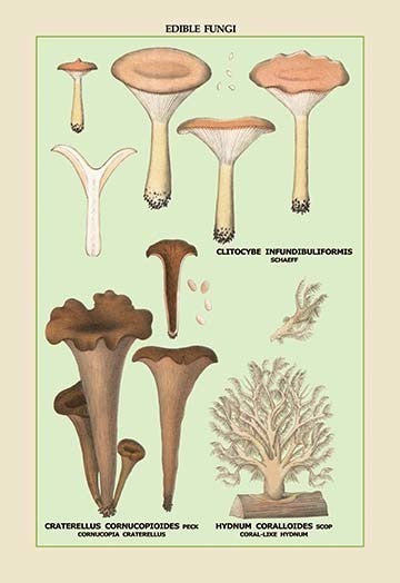 Edible Fungi: Coral-Like Hydnum - Framed Paper Poster 20" x 30"