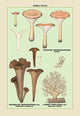 Edible Fungi: Coral-Like Hydnum - Framed Paper Poster 20" x 30"