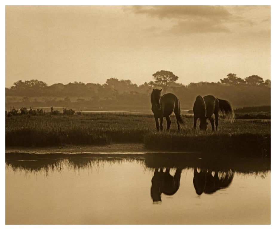 "Wild Horses grazing, Assateague Island National Seashore" Paper Art, 18"x15.28"