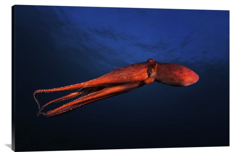 "Red Octopus" Stretched Canvas Giclee by Barathieu Gabriel, 36x24"