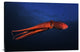 "Red Octopus" Stretched Canvas Giclee by Barathieu Gabriel, 36x24"
