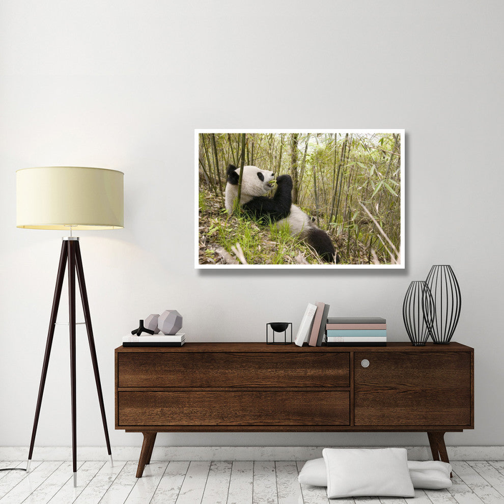 "Xiang Xiang eating bamboo, Wolong Nature Reserve, China" Paper Art, 50"x34"