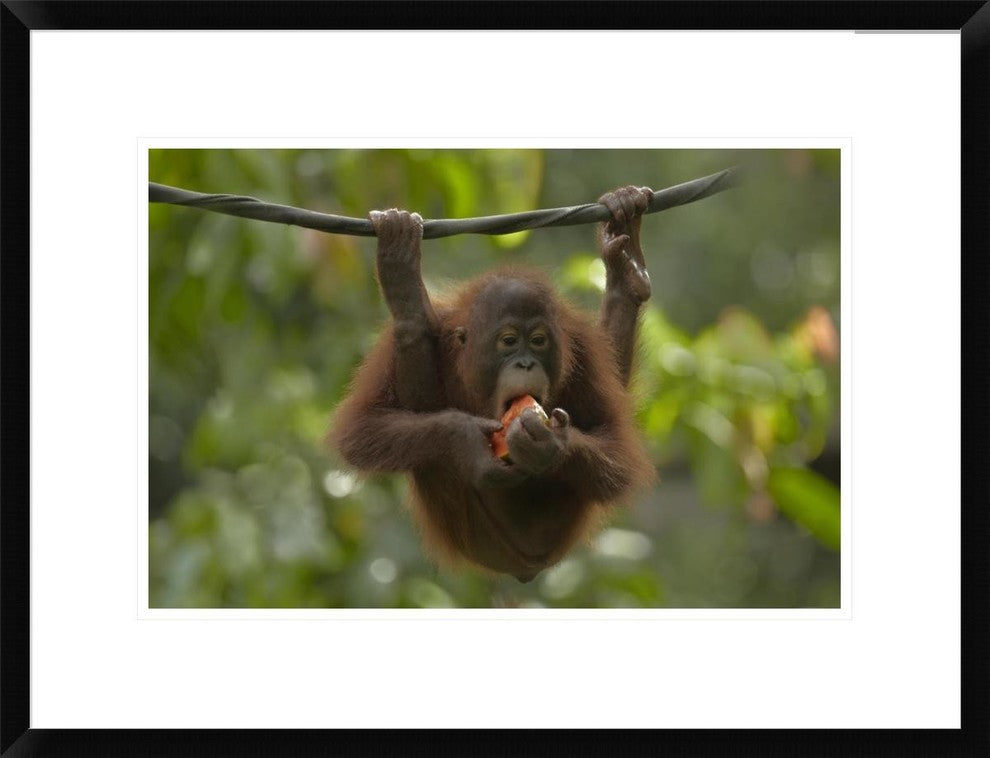 Orangutan Young Eating Fruit, Sabah, Borneo, Malaysia, 24"x18"