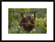 Orangutan Young Eating Fruit, Sabah, Borneo, Malaysia, 24"x18"