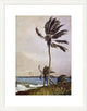 "Palm Tree Nassau" Framed Digital Print by Winslow Homer, 24x31"