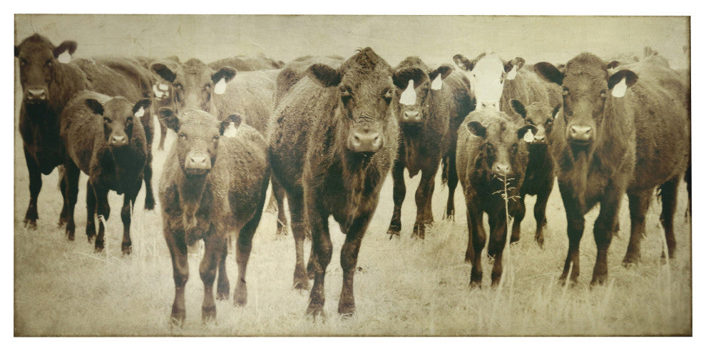Bovine Canvas Art  Cow Photography With Gold Leaf Foil Sepia