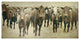 Bovine Canvas Art  Cow Photography With Gold Leaf Foil Sepia