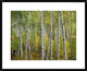 "Aspen trees in fall, Colorado" Framed Digital Print by Tim Fitzharris, 32x26"