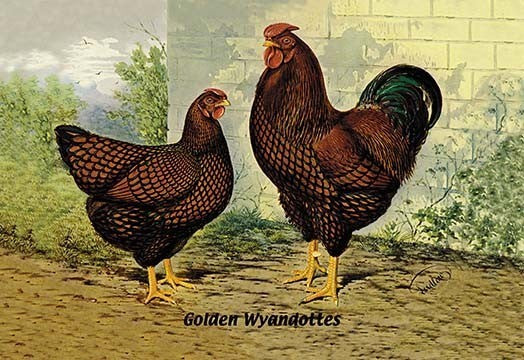 Golden Wyandottes- Framed Paper Poster 20" x 30"
