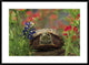 Western Box Turtle Among Lupine and Indian Paintbrush, North America, 36"x26"