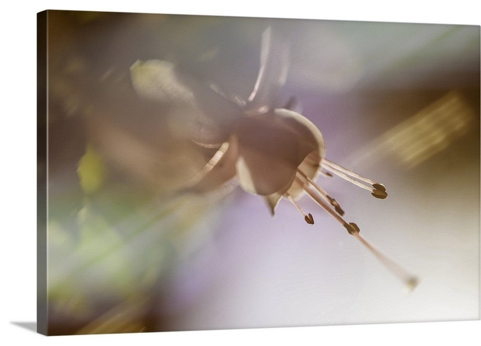 "Morning Star" Wrapped Canvas Art Print, 24"x16"x1.5"