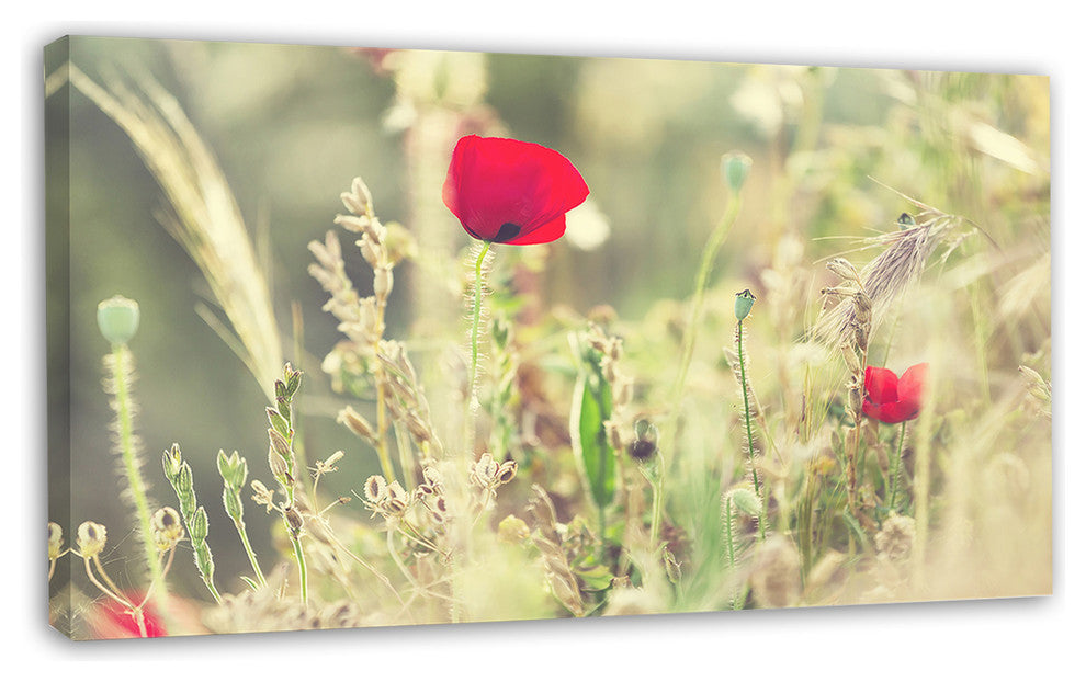 Meadow with Wild Poppy Flowers, Large Flower Canvas Art Print, 32"x16"
