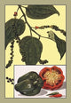 Peppers- Gallery Wrapped Canvas Art 28" x 42"