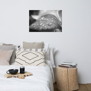 Dew on Leaf of Rose Plant Black & White Botanical Unframed Wall Art Print, 24" X 36"