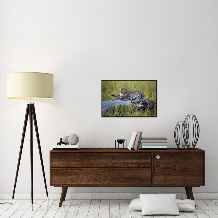 "Big Cat" Framed Canvas Giclee by Alessandro Catta, 31x21"