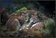 "Moonschein Lovers" Framed Canvas Giclee by Gianfranco Barbieri, 25x17"