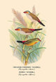 Orange - Cheeked Waxbill; Zebra Waxbill - Canvas Poster 20" x 30"