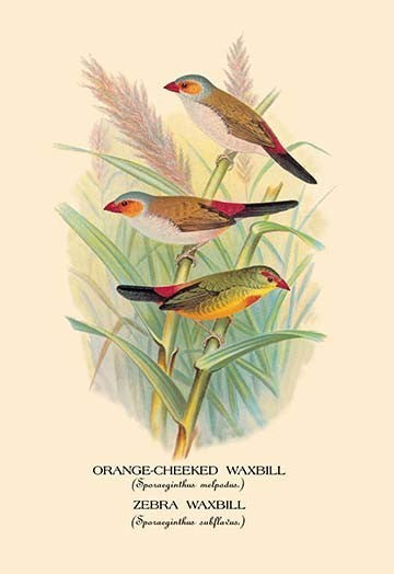 Orange - Cheeked Waxbill; Zebra Waxbill - Canvas Poster 20" x 30"