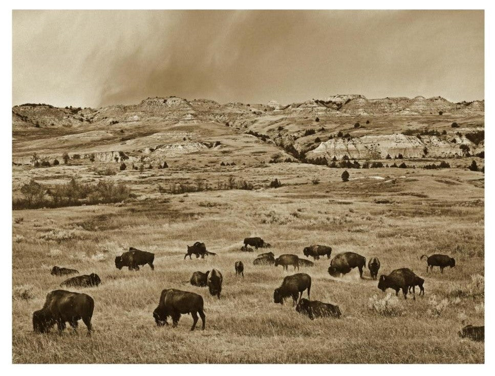 "American Bison herd grazing, Theodore Roosevelt NP" Paper Art, 26"x20"