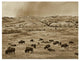"American Bison herd grazing, Theodore Roosevelt NP" Paper Art, 26"x20"