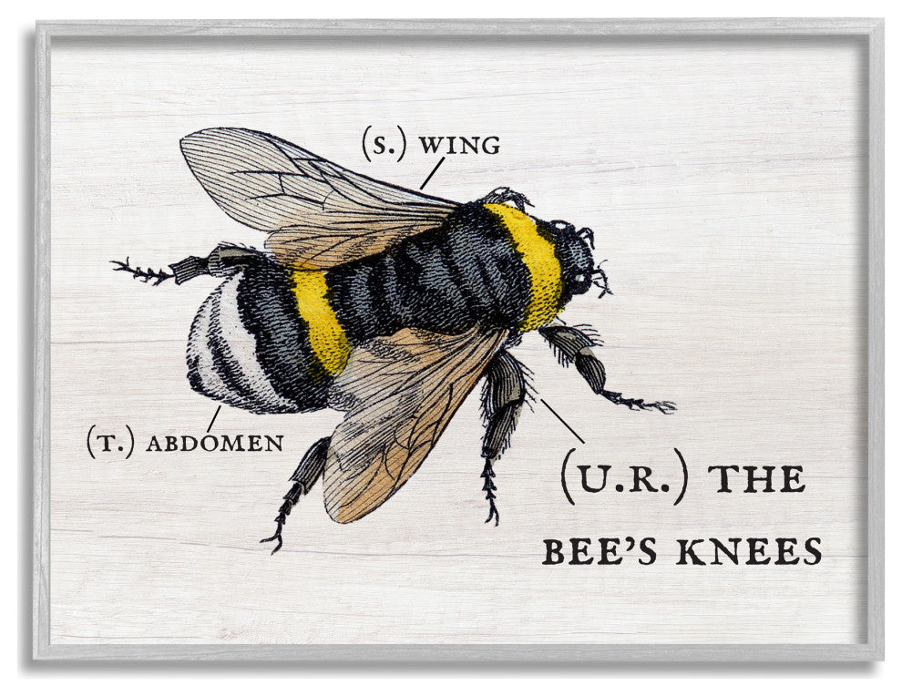 Anatomy of Honey Bee Pun Charming Bee's Knees, 30 x 24