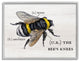 Anatomy of Honey Bee Pun Charming Bee's Knees, 30 x 24