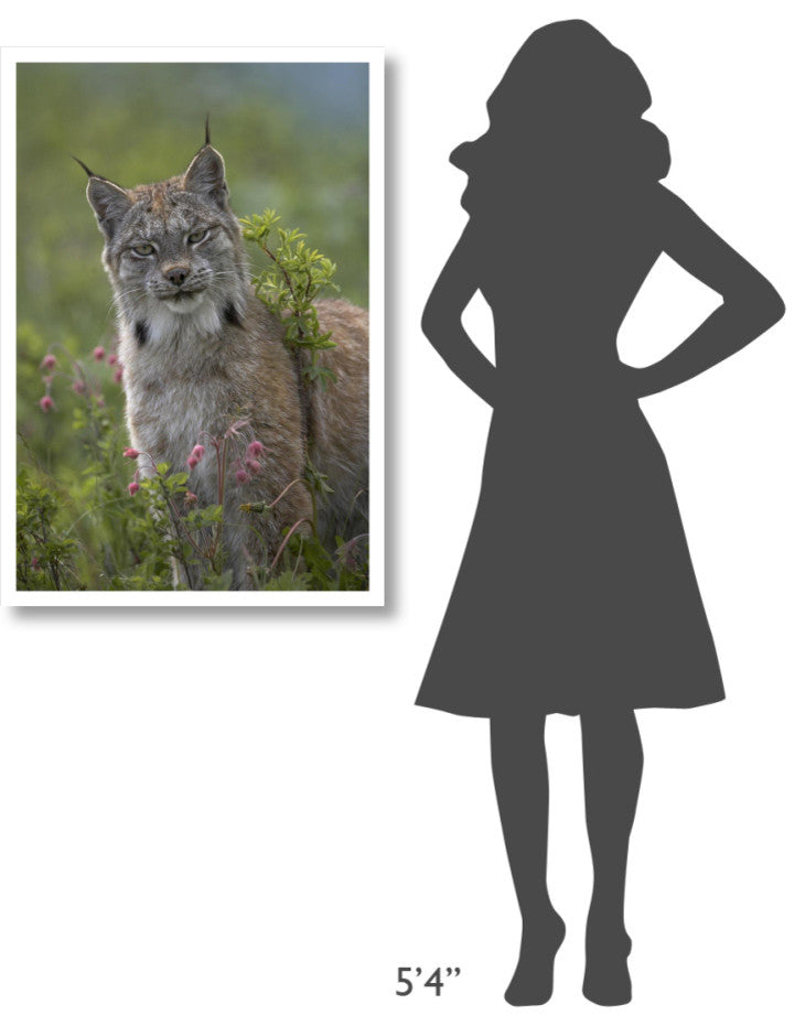 "Canada Lynx portrait, North America" Paper Print by Tim Fitzharris, 26"x38"